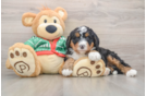 Best Mini Bernedoodle Baby