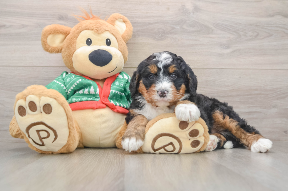 5 week old Mini Bernedoodle Puppy For Sale - Florida Fur Babies