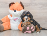 7 week old Mini Bernedoodle Puppy For Sale - Florida Fur Babies