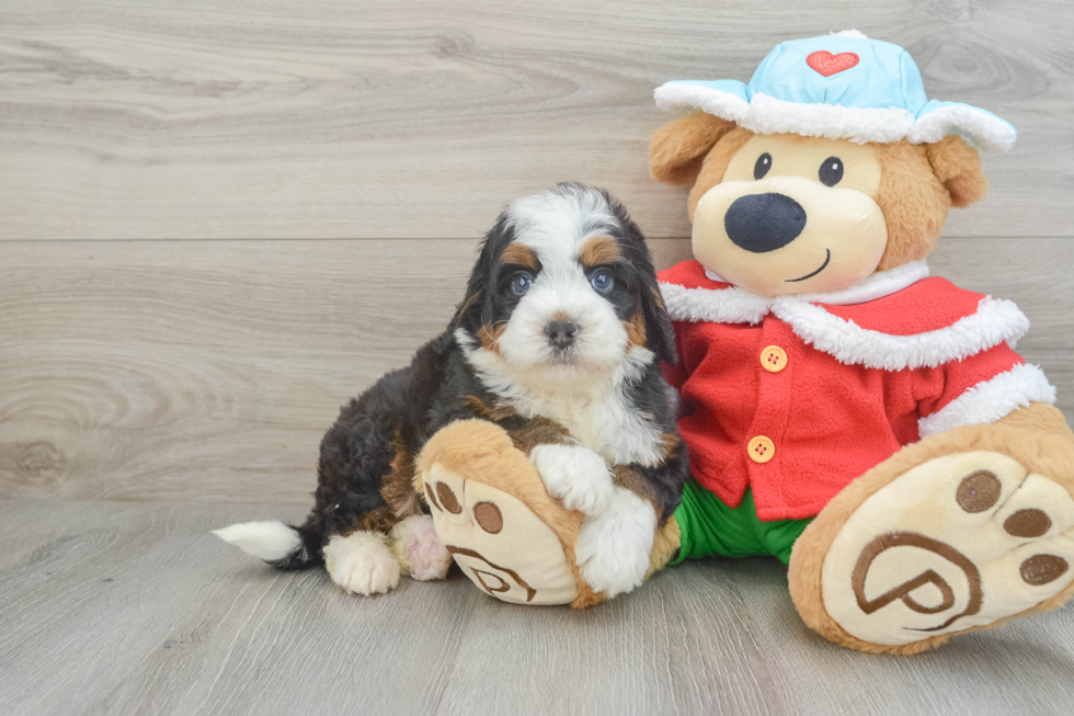 Adorable Mini Bernesepoo Poodle Mix Puppy