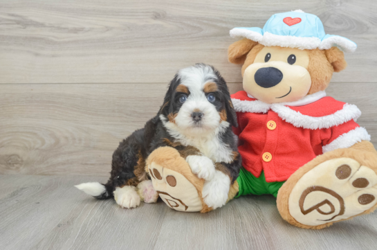 Adorable Mini Bernesepoo Poodle Mix Puppy