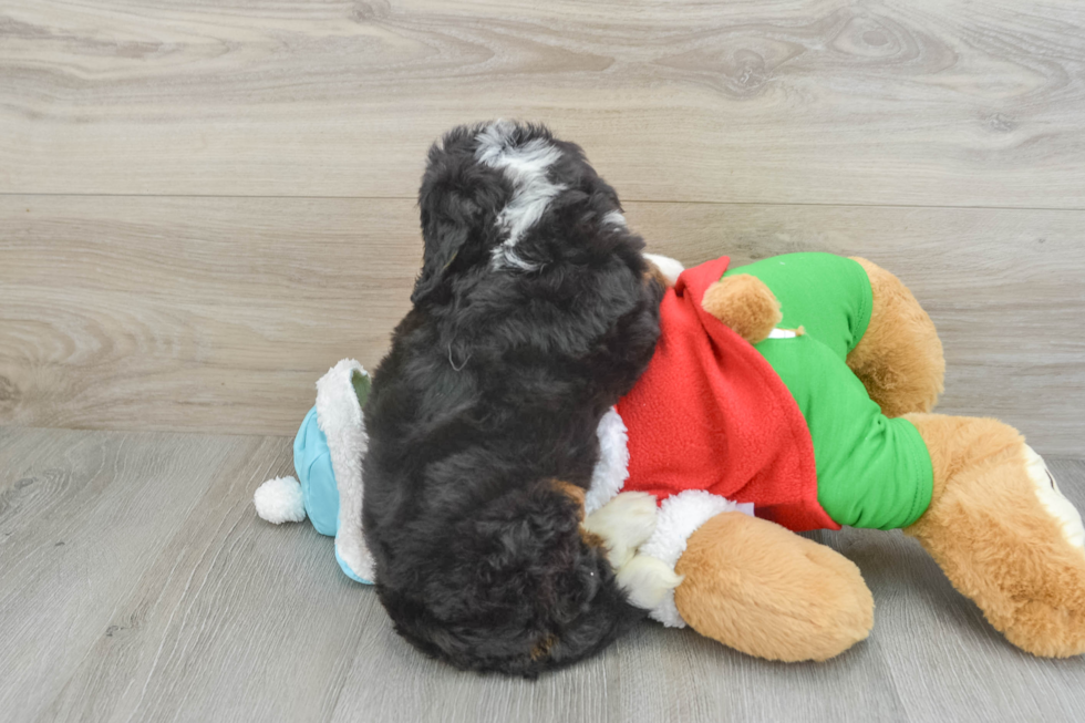 Best Mini Bernedoodle Baby