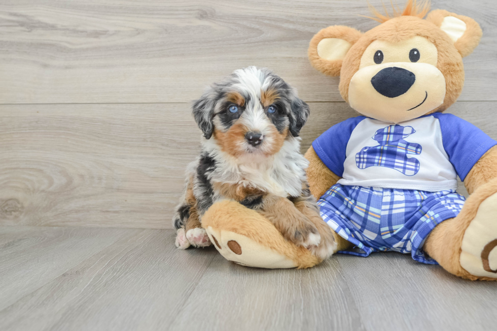 Popular Mini Bernedoodle Poodle Mix Pup