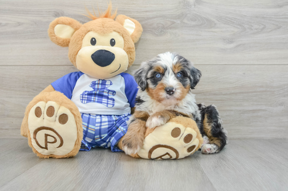 5 week old Mini Bernedoodle Puppy For Sale - Florida Fur Babies