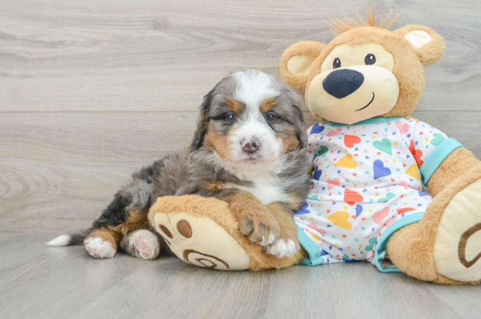 6 week old Mini Bernedoodle Puppy For Sale - Florida Fur Babies