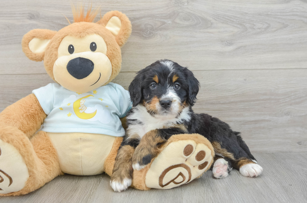 5 week old Mini Bernedoodle Puppy For Sale - Florida Fur Babies