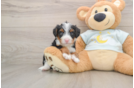 Little Mini Bernadoodle Poodle Mix Puppy