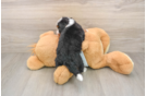 Best Mini Bernedoodle Baby