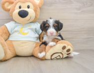 5 week old Mini Bernedoodle Puppy For Sale - Florida Fur Babies