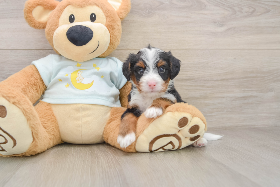 Mini Bernedoodle Puppy for Adoption