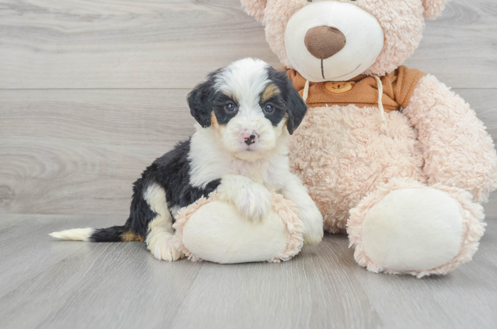 9 week old Mini Bernedoodle Puppy For Sale - Florida Fur Babies