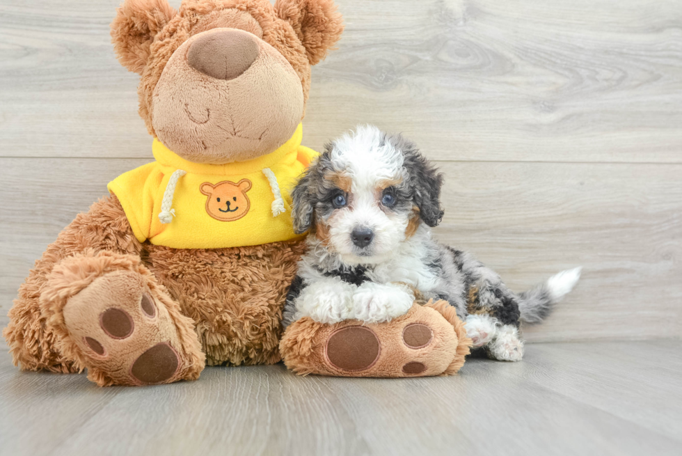 Petite Mini Bernedoodle Poodle Mix Pup