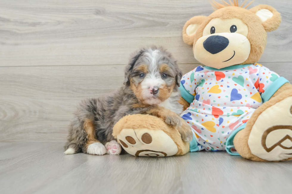 6 week old Mini Bernedoodle Puppy For Sale - Florida Fur Babies