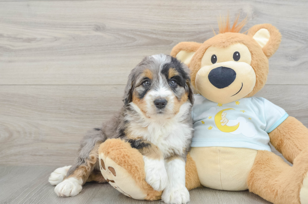 5 week old Mini Bernedoodle Puppy For Sale - Florida Fur Babies