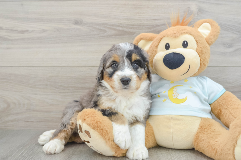Meet Avalon - our Mini Bernedoodle Puppy Photo 1/3 - Florida Fur Babies