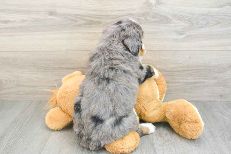 Meet Avalon - our Mini Bernedoodle Puppy Photo 2/3 - Florida Fur Babies