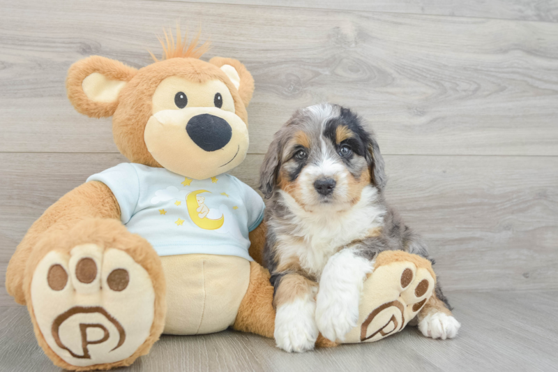 Meet Avalon - our Mini Bernedoodle Puppy Photo 3/3 - Florida Fur Babies