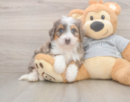 5 week old Mini Bernedoodle Puppy For Sale - Florida Fur Babies