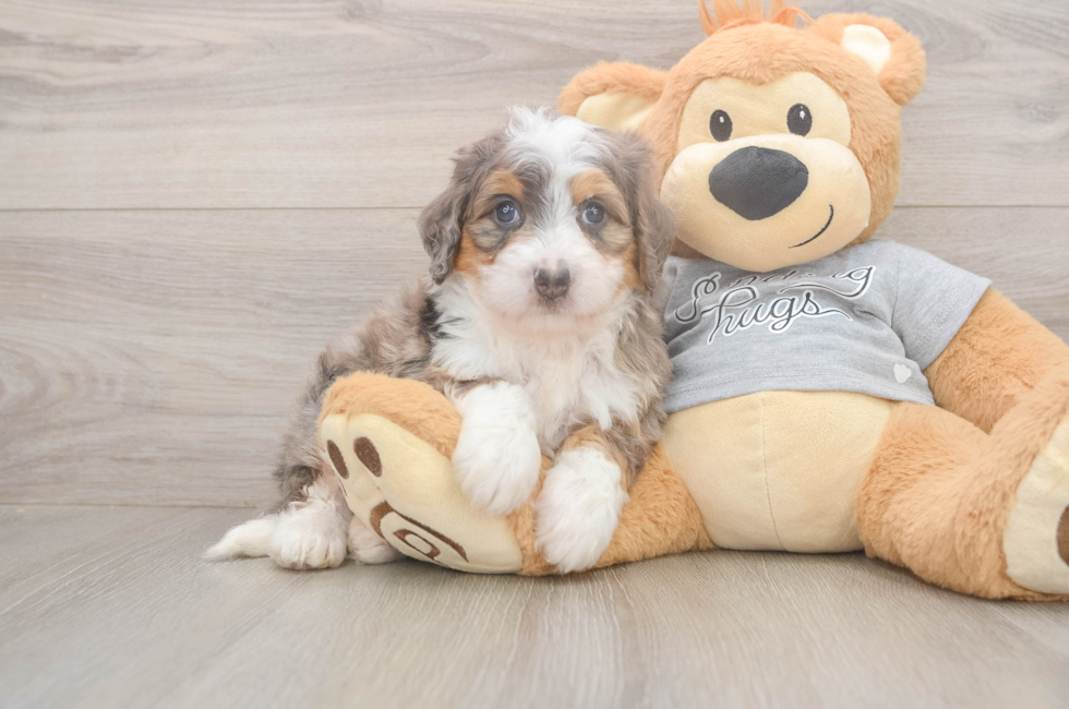5 week old Mini Bernedoodle Puppy For Sale - Florida Fur Babies