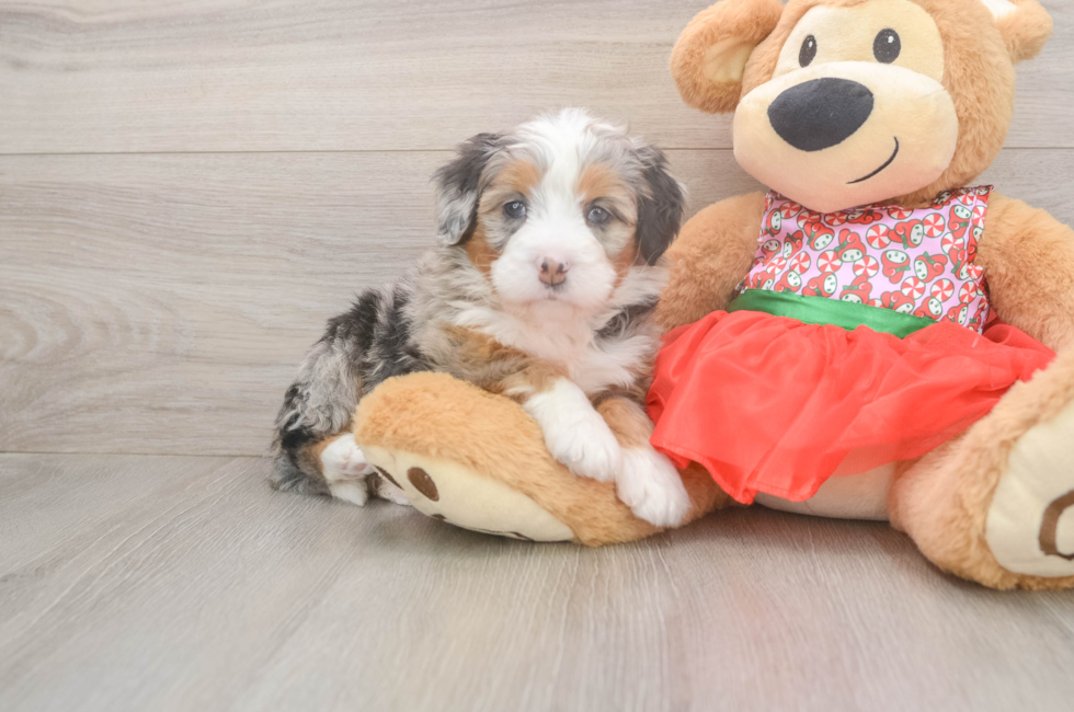 5 week old Mini Bernedoodle Puppy For Sale - Florida Fur Babies