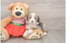 Mini Bernedoodle Puppy for Adoption