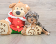 6 week old Mini Bernedoodle Puppy For Sale - Florida Fur Babies