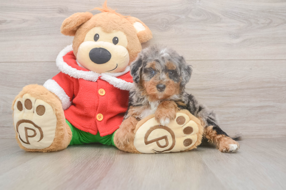6 week old Mini Bernedoodle Puppy For Sale - Florida Fur Babies
