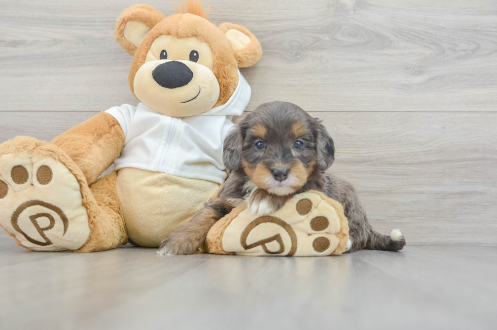 6 week old Mini Bernedoodle Puppy For Sale - Florida Fur Babies