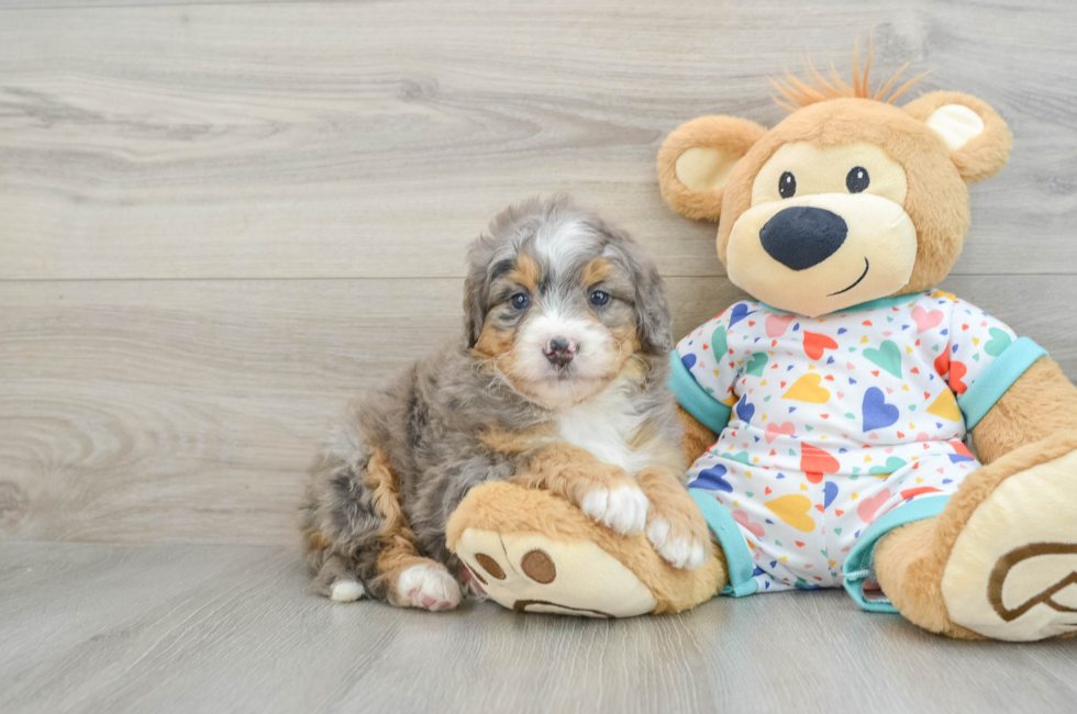 6 week old Mini Bernedoodle Puppy For Sale - Florida Fur Babies