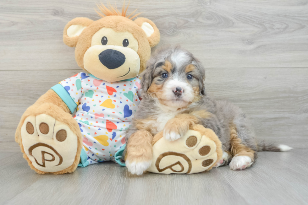 Mini Bernedoodle Puppy for Adoption