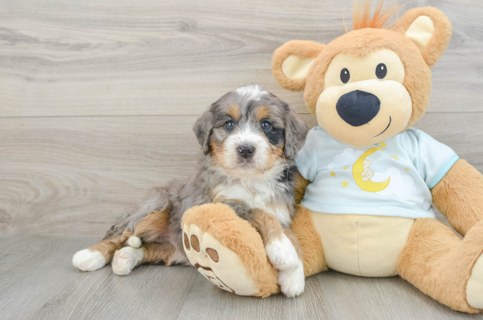 5 week old Mini Bernedoodle Puppy For Sale - Florida Fur Babies