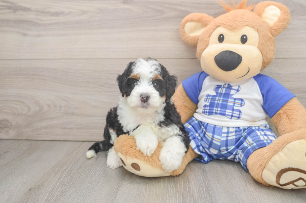 6 week old Mini Bernedoodle Puppy For Sale - Florida Fur Babies