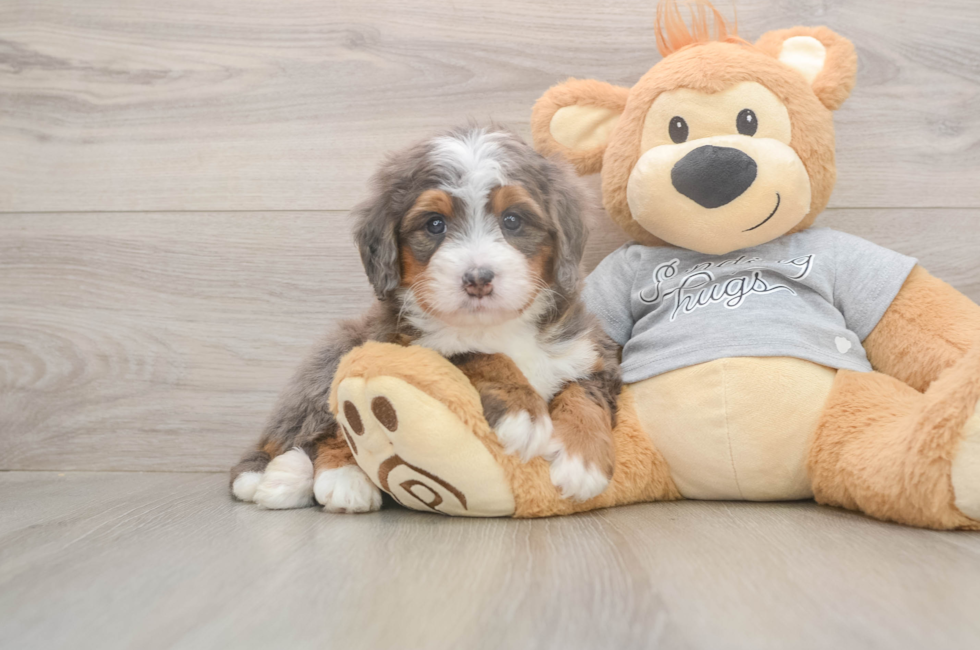 5 week old Mini Bernedoodle Puppy For Sale - Florida Fur Babies