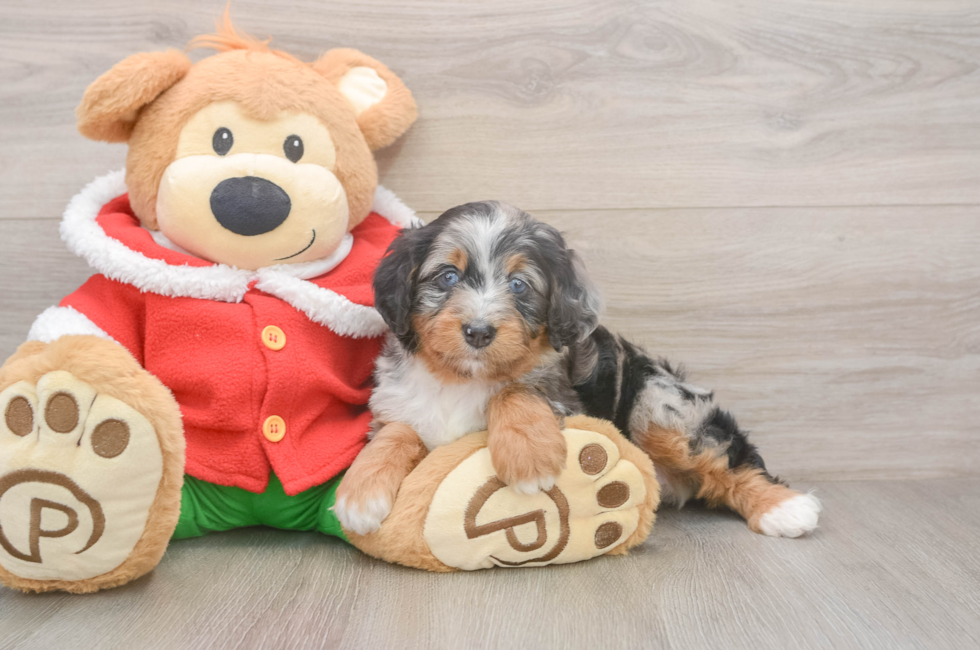 6 week old Mini Bernedoodle Puppy For Sale - Florida Fur Babies