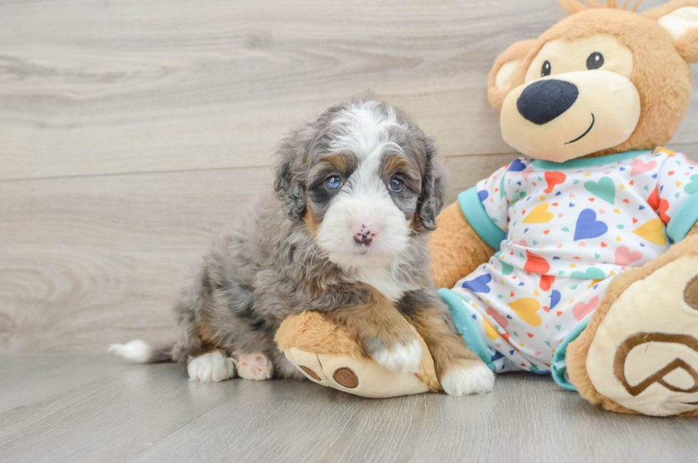 5 week old Mini Bernedoodle Puppy For Sale - Florida Fur Babies