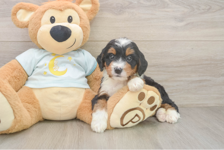 Little Mini Berniedoodle Poodle Mix Puppy