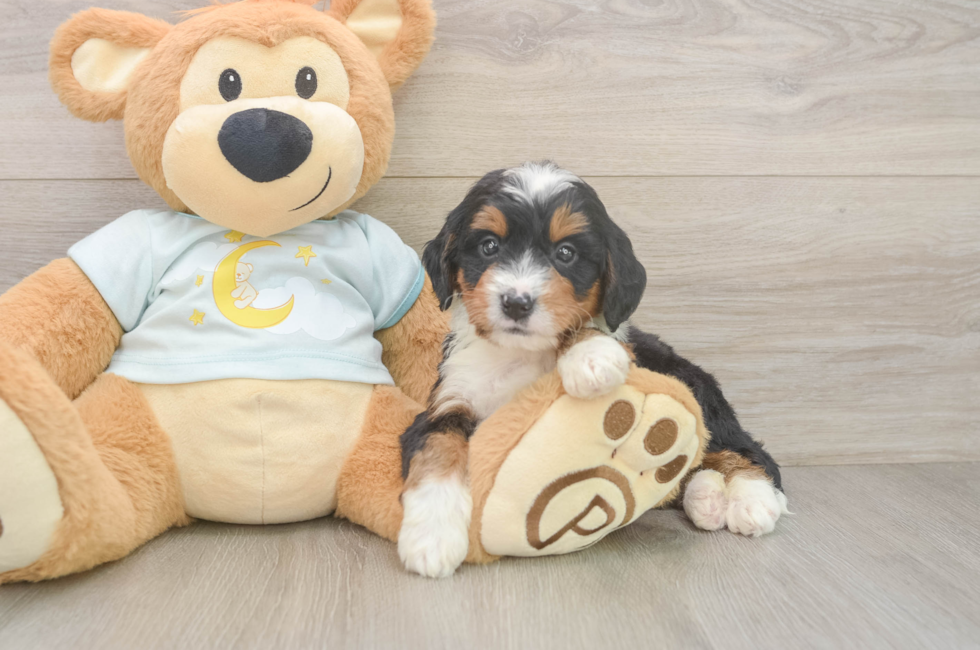 5 week old Mini Bernedoodle Puppy For Sale - Florida Fur Babies