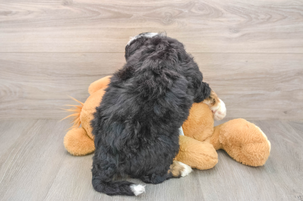 Little Mini Bernesedoodle Poodle Mix Puppy