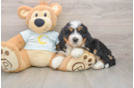 Best Mini Bernedoodle Baby