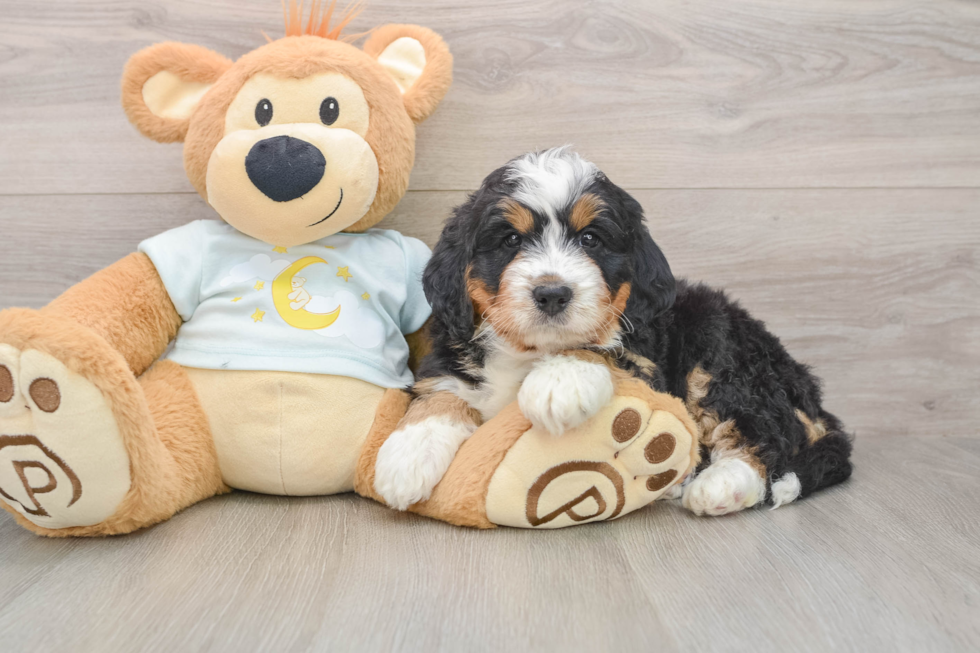 Best Mini Bernedoodle Baby