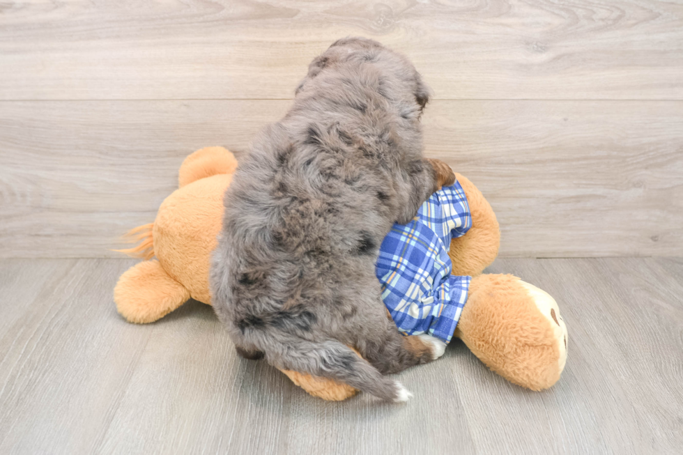 Playful Mini Bernese Poodle Poodle Mix Puppy