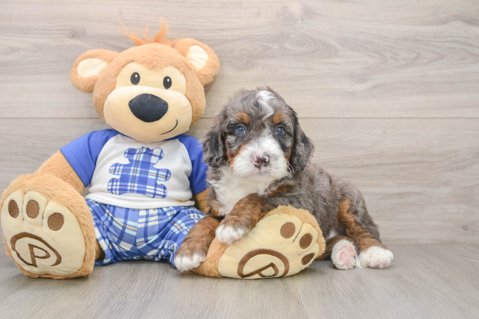 Smart Mini Bernedoodle Poodle Mix Pup