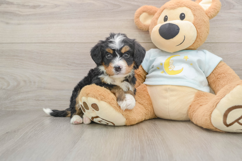 Small Mini Bernedoodle Baby