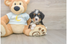 Energetic Bernese Doodle Poodle Mix Puppy