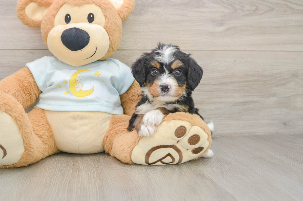 Energetic Bernese Doodle Poodle Mix Puppy