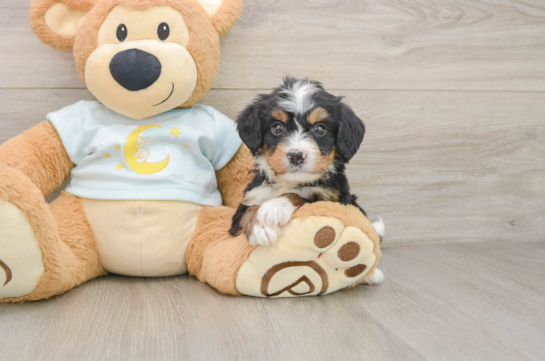Energetic Bernese Doodle Poodle Mix Puppy