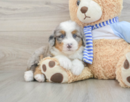 6 week old Mini Bernedoodle Puppy For Sale - Florida Fur Babies