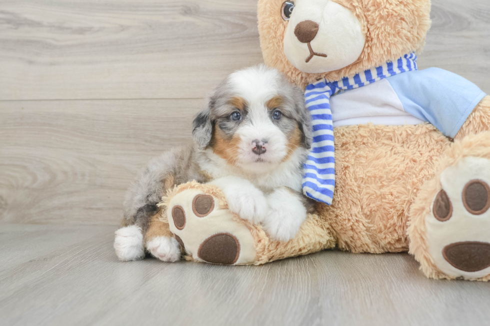 Playful Mini Bernepoo Poodle Mix Puppy