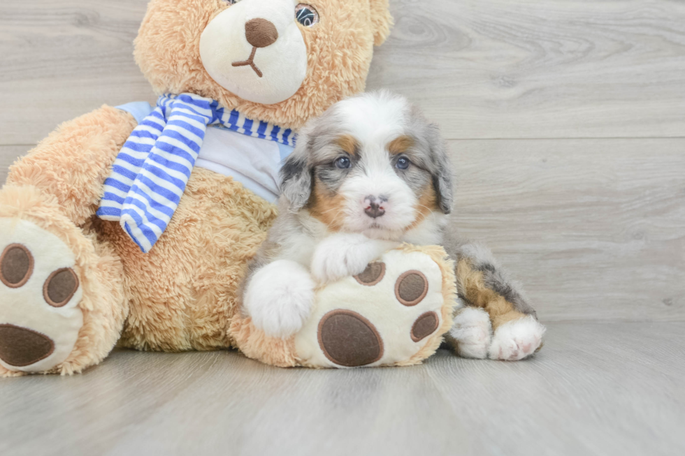 Mini Bernedoodle Puppy for Adoption