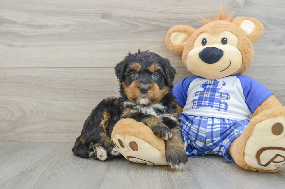 5 week old Mini Bernedoodle Puppy For Sale - Florida Fur Babies